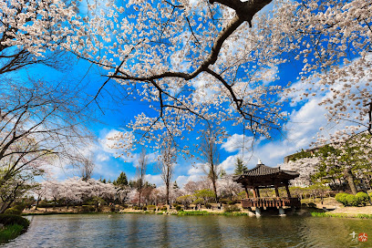 Bomundanji Cherry Blossom Street